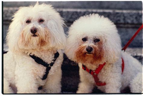 Toy Poodle Bichon Frise Mix White at William Lombard blog