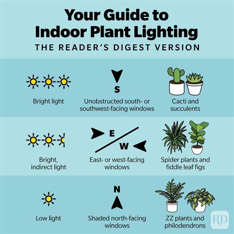 Indoor Plant Lighting Guide