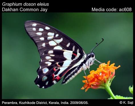 Graphium doson | Butterfly