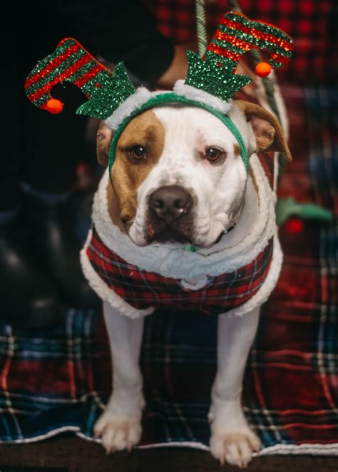 Shenango Valley Animal Shelter – No Kill. Animal Control. Adopt.