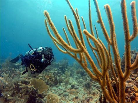 Chetumal Dive Club - Chetumal | Tripadvisor