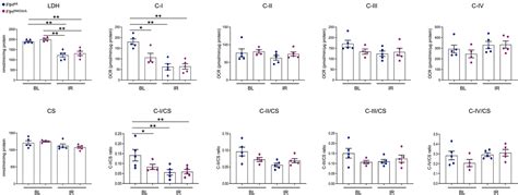 Counteraction of Myocardial Ferritin Heavy Chain Deficiency by Heme ...