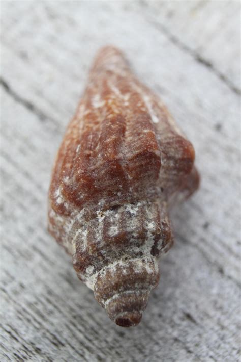 Image result for Finding Tropical Shells