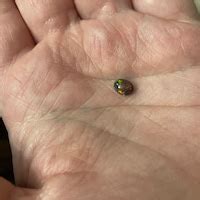 Buy 7x5mm Opal Natural Black Ethiopian Fire Opal Black Opal Welo Fire ...