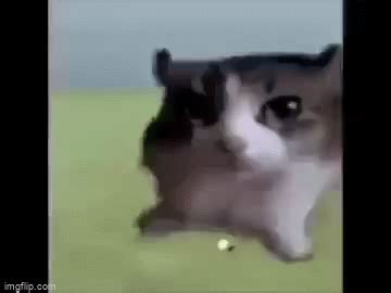 Cute Things Exploding Cat 的图像结果