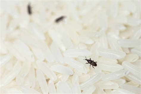 稻颂农业丨大米里为啥会长虫？长虫的大米还能吃吗？ - 知乎