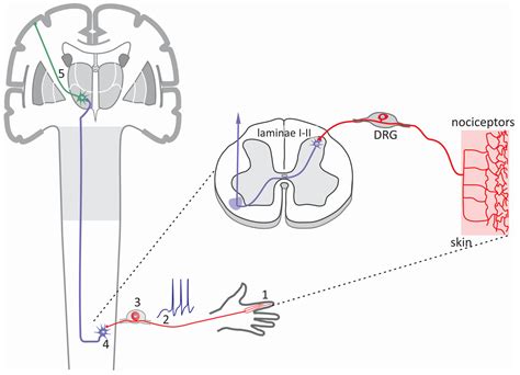 Voltage-Gated Ion Channels in Neuropathic Pain Signaling