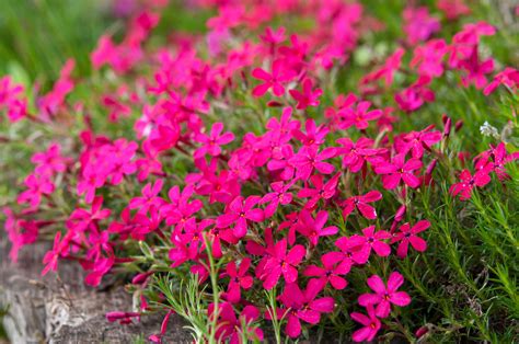 Creeping Phlox: Plant Care & Growing Guide