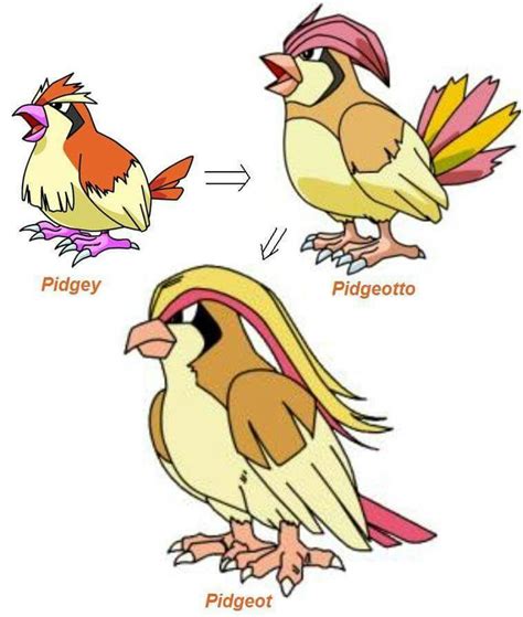 Image result for Pidgey Evolution Level