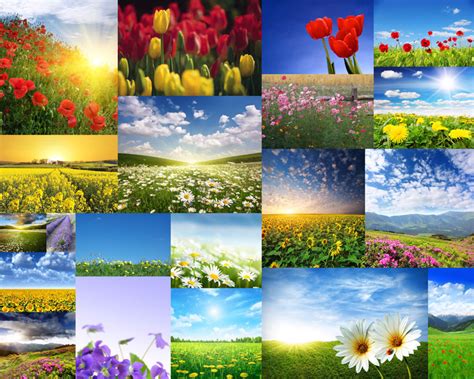 美丽的花朵风景拍摄高清图片 - 爱图网设计图片素材下载