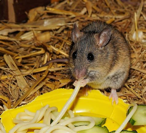 Different Types of Mice - Pet Mice Blog.co.uk