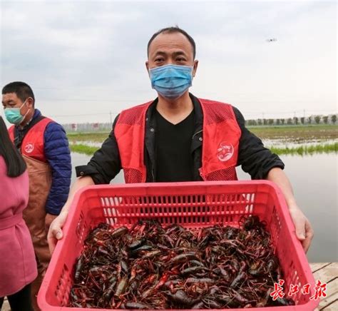 【图片新闻】河南光山：小龙虾捕捞忙上市- 农业要闻 - 河南省农业农村厅