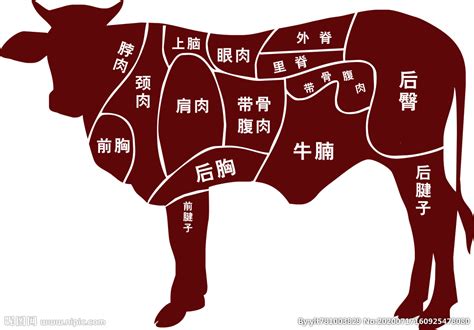 牛部位分解图设计图__餐饮美食_生活百科_设计图库_昵图网nipic.com