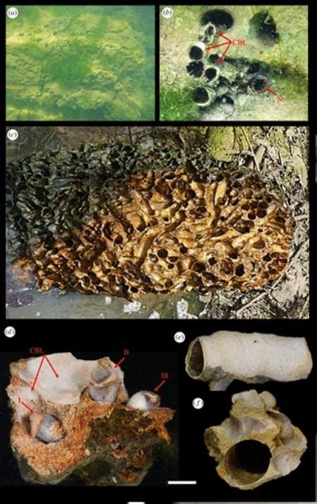 Primeros detalles del ‘gusano’ de río que se alimenta sólo de piedras