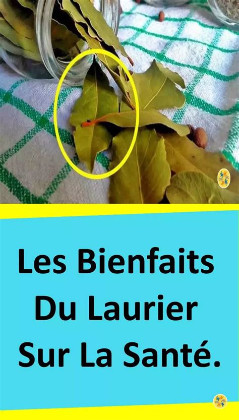 Feuilles De Laurier : 8 Vertus Peu Connues Pour La Santé - JZCBX