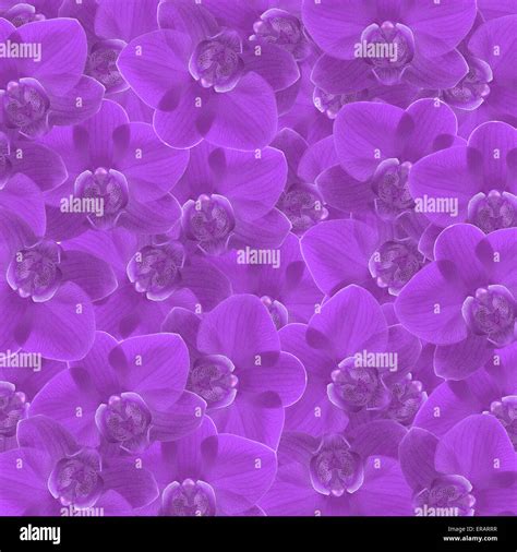 exotic purple color orchid flower as floral background Stock Photo - Alamy