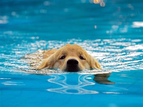 Golden Retrievers Puppies Swimming Golden Retrievers' Pool Playtime