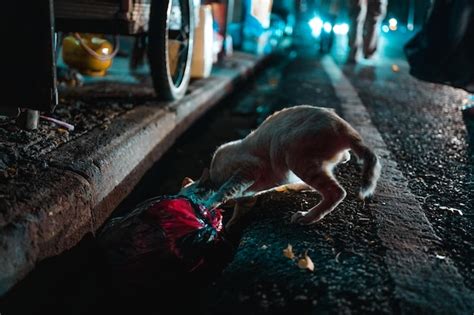 Street cat searching for food | Premium Photo