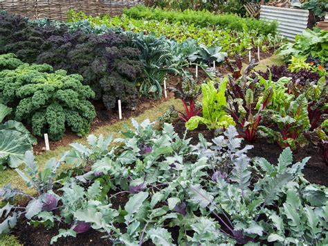 No-Till Gardening Techniques 的图像结果