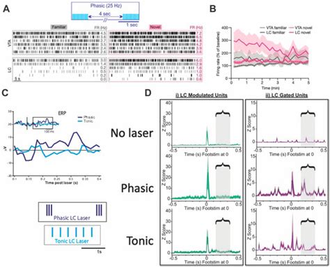 Locus Coeruleus Optogenetic Modulation: Lessons Learned from Temporal ...