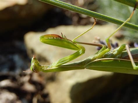 Image result for Praying Mantis