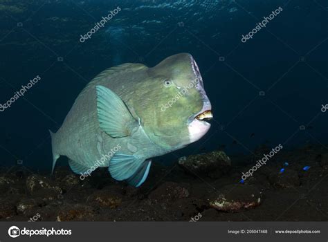 Bolbometopon Muricatum