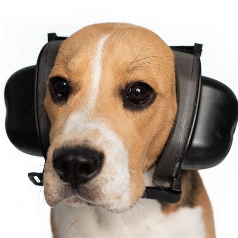 Hearing Aids For Dogs