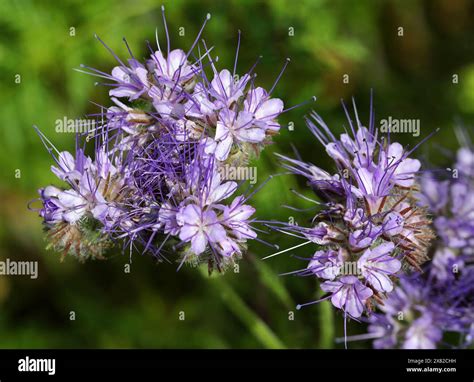 Lacy phacelia, Blue tansy or Purple tansy, Phacelia tanacetifolia, Boraginaceae Stock Photo - Alamy
