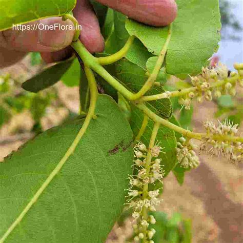 Terminalia elliptica
