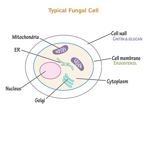 Fungi Cell Structure 的图像结果