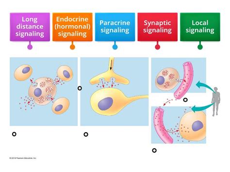 Cell Communication Concept Map 的图像结果