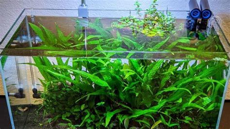 Image result for Brown Java Fern
