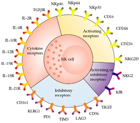 NK细胞基础生物学：抗肿瘤和肿瘤免疫|NK细胞|肿瘤|基础|免疫|受体|毒性|激活|低氧|-健康界