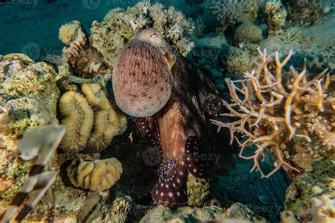 Octopus king of camouflage in the Red Sea, Eilat Israel 3008965 Stock ...