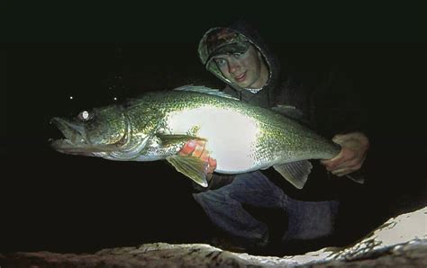 Spring Time Walleye 的图像结果