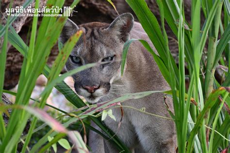 Rescued - A Pet Mountain Lion - Wildlife Friends Foundation Thailand