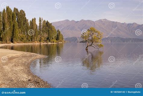 árvore Solitária Famosa Do Lago Wanaka Nova Zelândia Foto de Stock ...