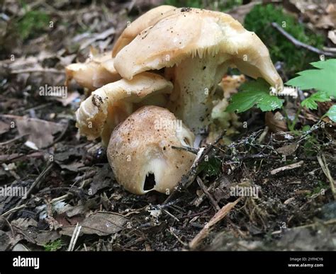 Fried Chicken Mushroom (Lyophyllum decastes Stock Photo - Alamy
