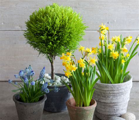 9 Tips for Growing a Lemon Cypress Tree Indoors