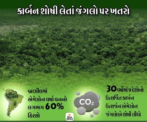 'Football pitch' of Amazon forest lost every minute | દરેક મિનિટે ...