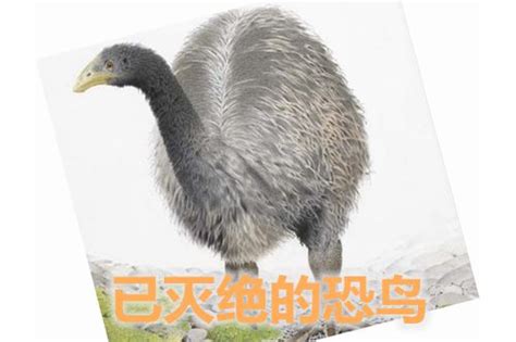Terror Bird Phorusrhacos stock illustration. Image of wildlife - 26561532