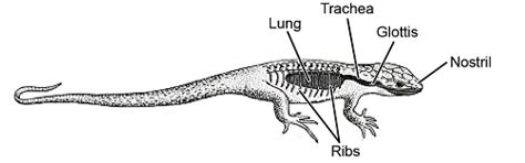 Respiratory System - Zoology Optional Notes for UPSC PDF Download