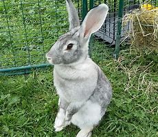 Image result for Grey Rex Rabbit