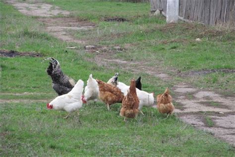 请教• 老式鸡棚养殖过程中对鸡粪的清理应如何操作？ - 肉鸡/817(饲养管理,疾病防控) - 鸡病专业网论坛