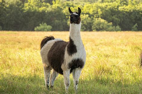 Brown Four Legged Animal · Free Stock Photo