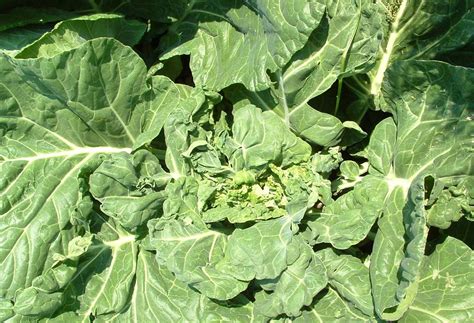 Vegetable Notes 2024 Vol. 36:11 : Center for Agriculture, Food, and the ...