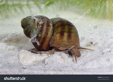 3,169 Freshwater snail Images, Stock Photos & Vectors | Shutterstock