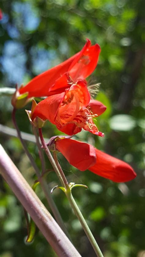 Penstemon barbatus - scarlet bugler, scarlet penstemon, beard lip ...