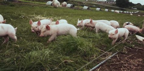 养猪环境需要控制哪些环境条件？_腾讯新闻