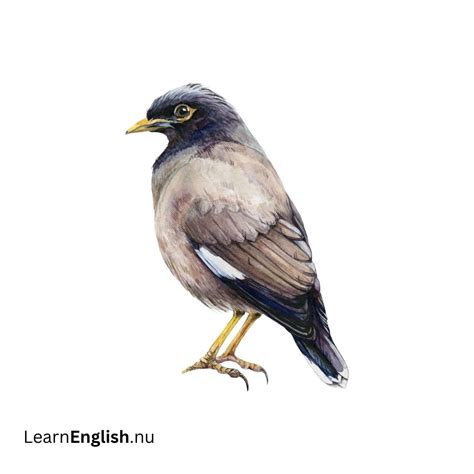 Bird Names in Spanish: 77 Birds in Spanish to English - learn spanish